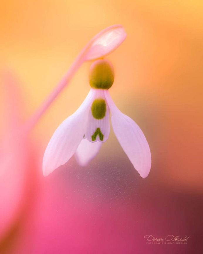 Magical Flowers Photography by Doreen Albrecht