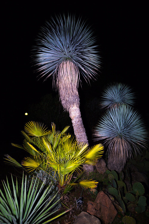 photo, night flash
