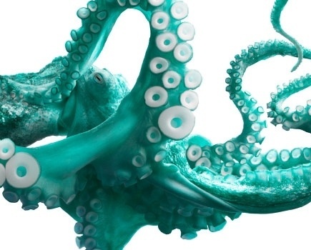 FELT #flach #branding #photo #tim #turquoise #octopus #fla #photography #octink