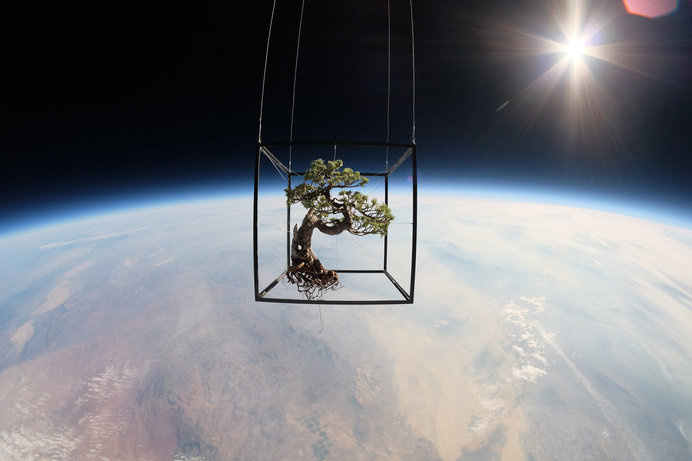 A Japanese Artist Launches Plants Into Space #clouds #space #bonsai