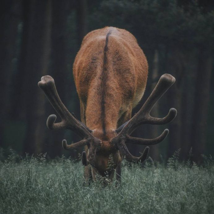 Dreamlike Animals Portrait Photography by Remo Jacobs
