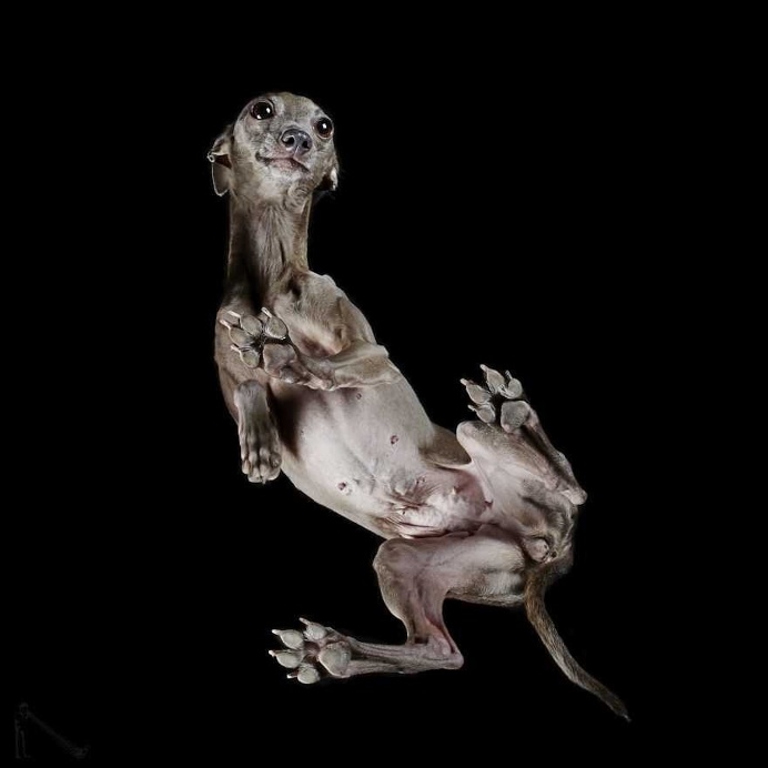 Under-Dogs: Dogs Pictured from Underneath by Andrius Burba