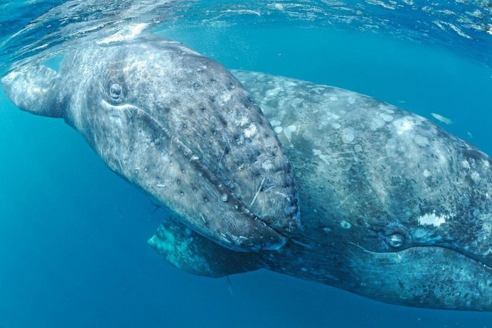 Mind-Blowing Wildlife and Underwater Photography by Thomas Peschak