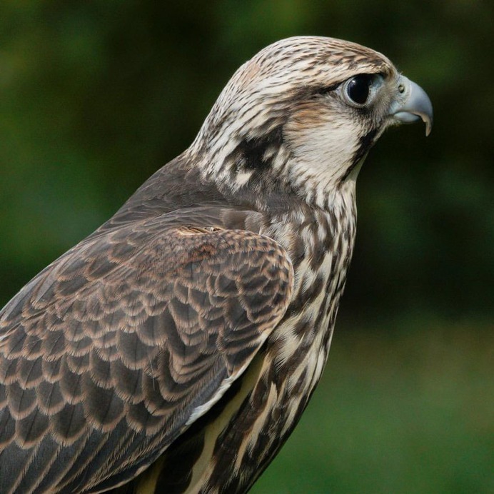 #eye_spy_birds: Beautiful Birds Photography by Dan Gibson