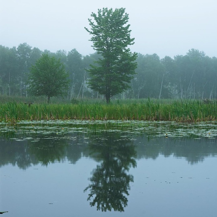 The other day, a fantastic fog rolled in over Lake Hamlin in Michigan. I've not had the chance yet to do much photography in foggy conditions, but I see now why everyone loves it. It does amazing things for your landscapes. . . . #aspiringphotographer #natureshooters #landscape_photography #foggymorning #morningwalk #amazingnature #hamlinlake #reflectionperfection #moodygram by @rwc_naturephotography