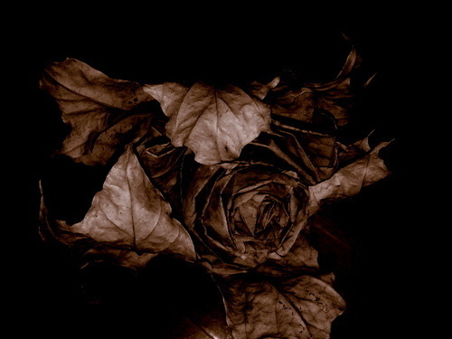 dark flower #flower