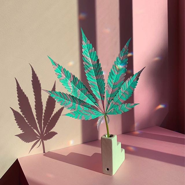https://www.instagram.com/thegrassagency/