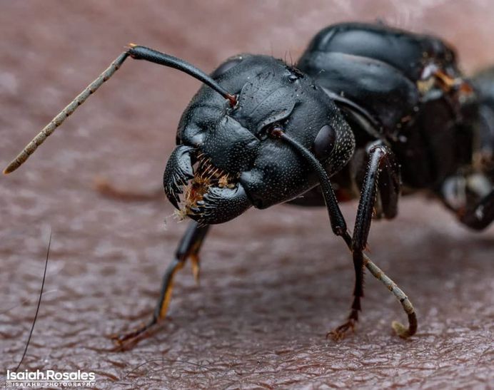 #kings_macro: Insect Macro Photography by Isaiah Rosales