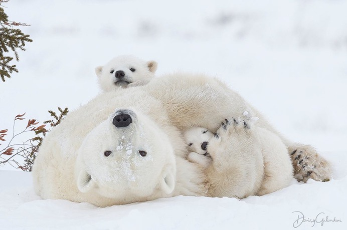 Amazing Portraits of Wild Animals by Daisy Gilardini
