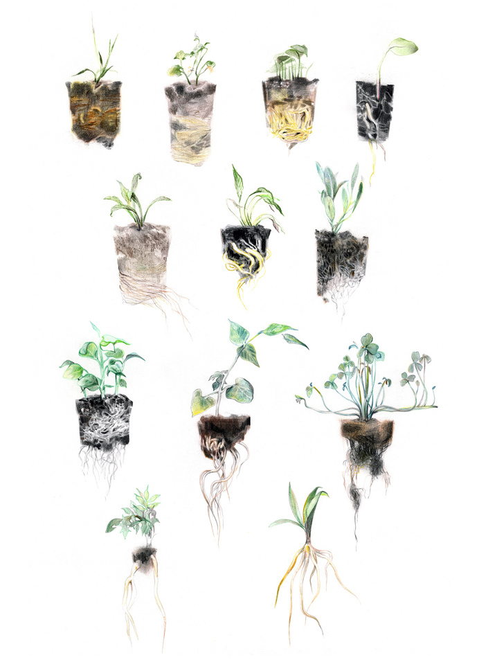 Plants - Junyi Wu