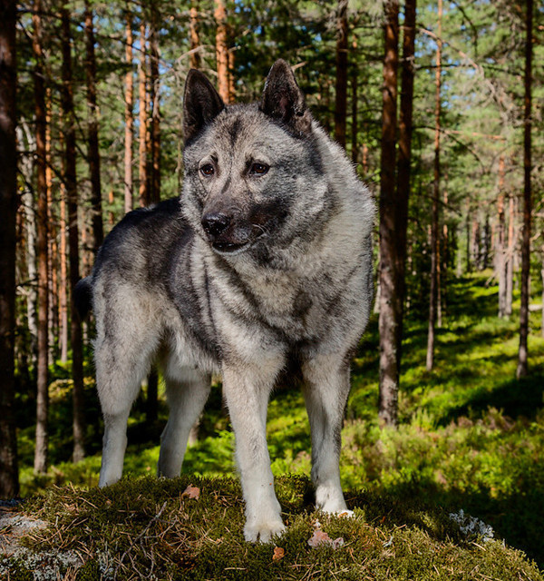Dogs Photography by Andrew Fladeboe #inspiration #photography #animal