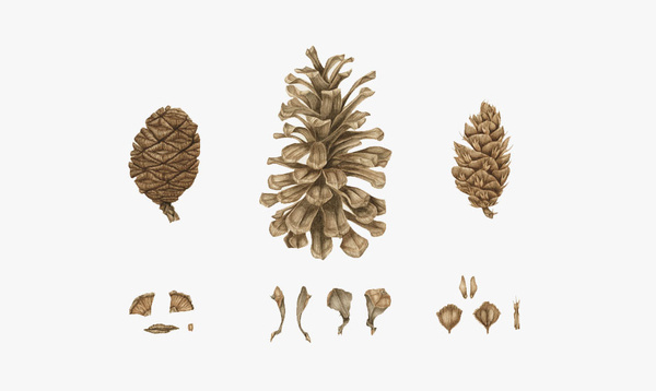 Louise O'Reilly Visual Arts : Botanical #painting