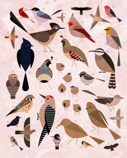 Sara Lindholm - designersof: Birds of the Sonoran Desert. #sonoran #birds #desert