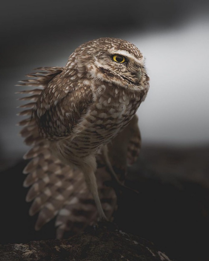 Magical Pictures of Owls: Bird Photography by Daniel J Nevares
