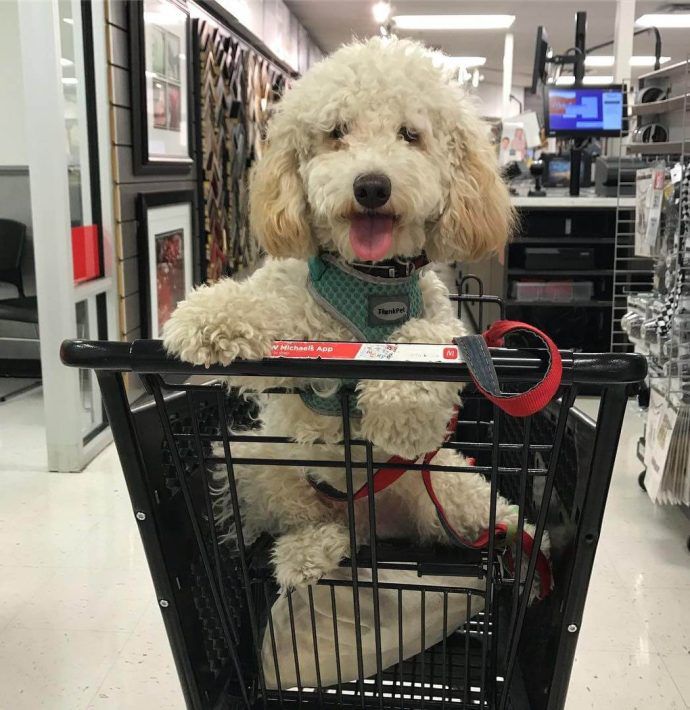 Most Dog Friendly Stores in America - Michaels