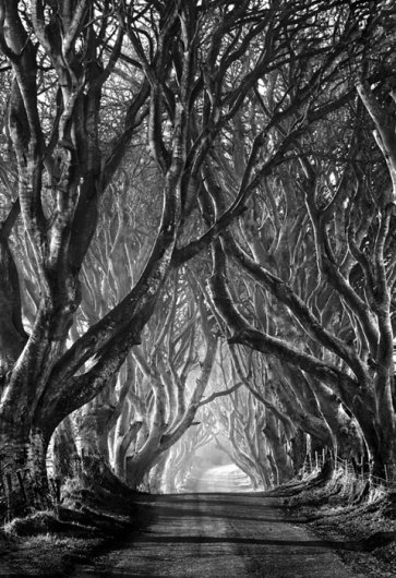 this isn't happiness™ (You can't there from here), Peteski #forest #photography #trees #road