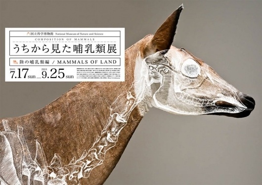 wataru yoshida: composition of mammals #yoshida #illustration #art #wataru