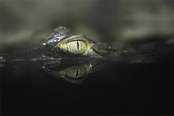 CAIMAN YACARE by TINYartgallery #submerged #crocodile #water #iris #eye #photography #reptile #predator