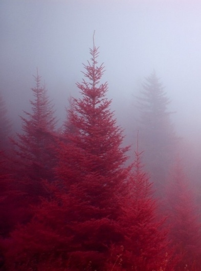 BODDAH. #photography #red #pine