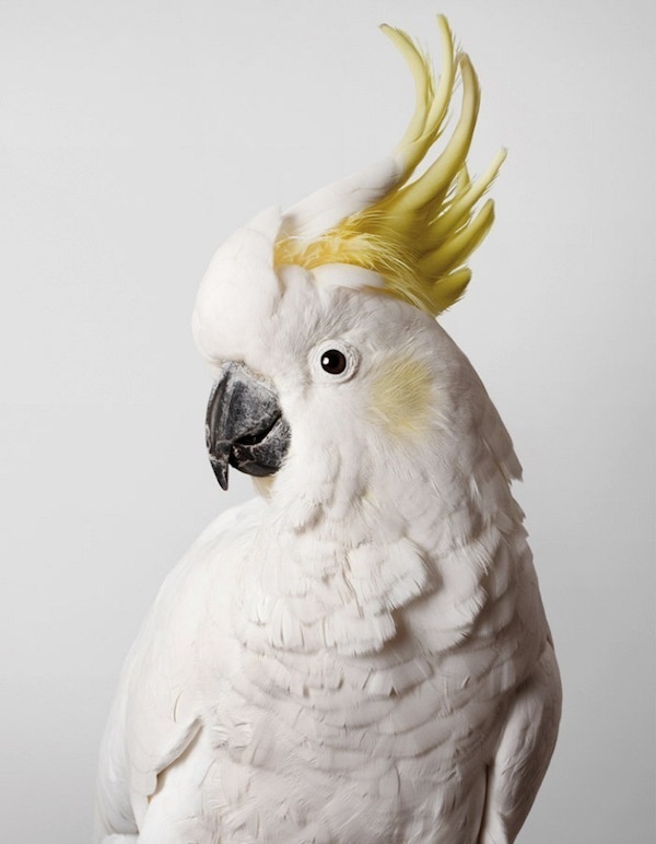 Slim Sulphur Crested Cockatoo thisispaper #photography #cockatoo #bird #portrait