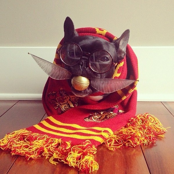CJWHO ™ (Meet Trotter: The French Bulldog That's a Master...) #disguise #instagram #trotter #design #cute #master #puppy #french #animals #fashion #bulldog #dog