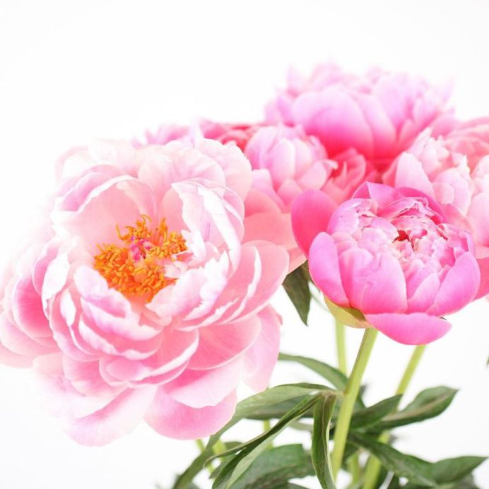 #ihavethisthingwithpink: Candy Minimalism Photos by Kyla Herbes
