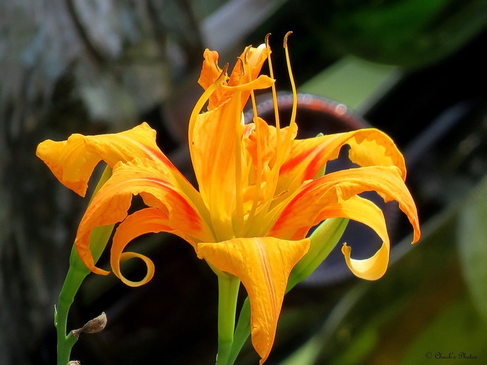 Day Lily (Explored)