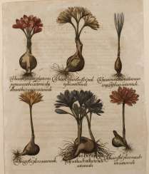 Basilius Besler, the sheet from ”Hortus Eystettensis”