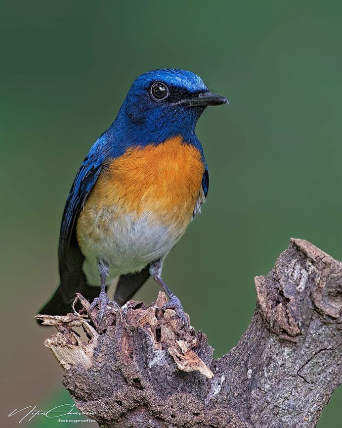 Birds of India: Majestic Birds Photography by Nitin A.Chavan