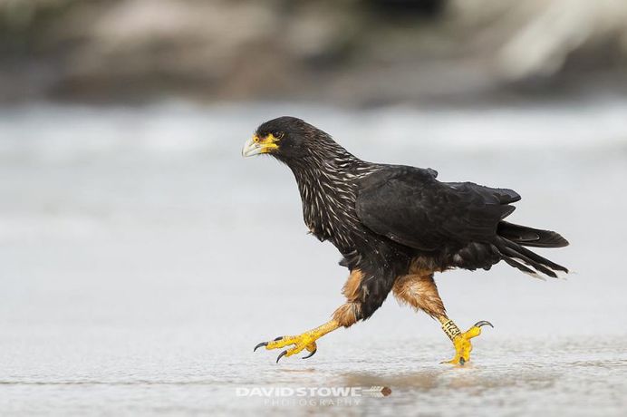 Breathtaking Wildlife Bird Photography by David Stowe