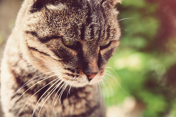 meow | art knock life #photo #cat #photograph #cats #animal