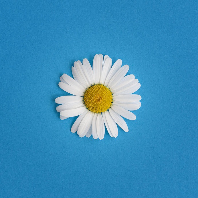 daisy painting & daisy paint by number #painting