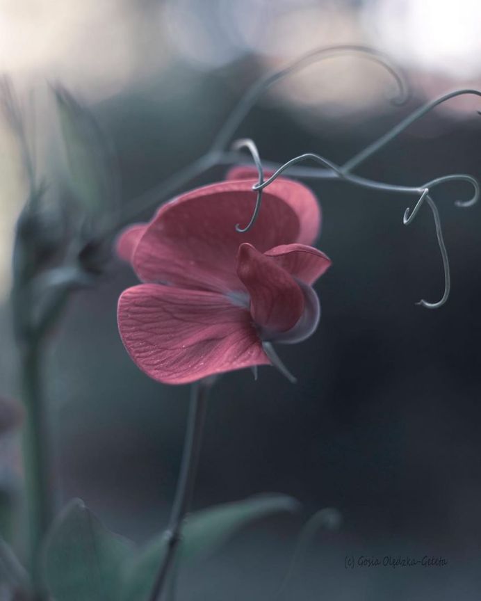 Amazing softly flower pic by Gosia