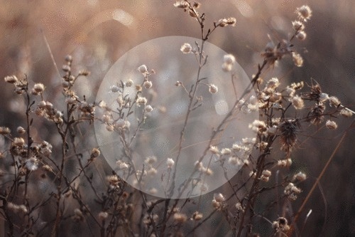 burchase #design #brad #purchase #photography #circle