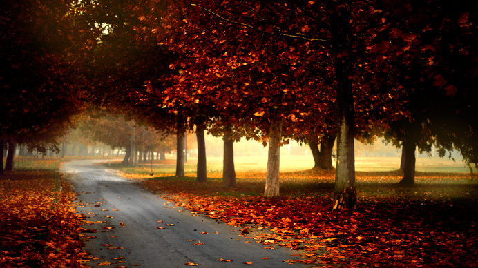 Autumn Park Landscape Wallpaper #inspiration #photography #landscape