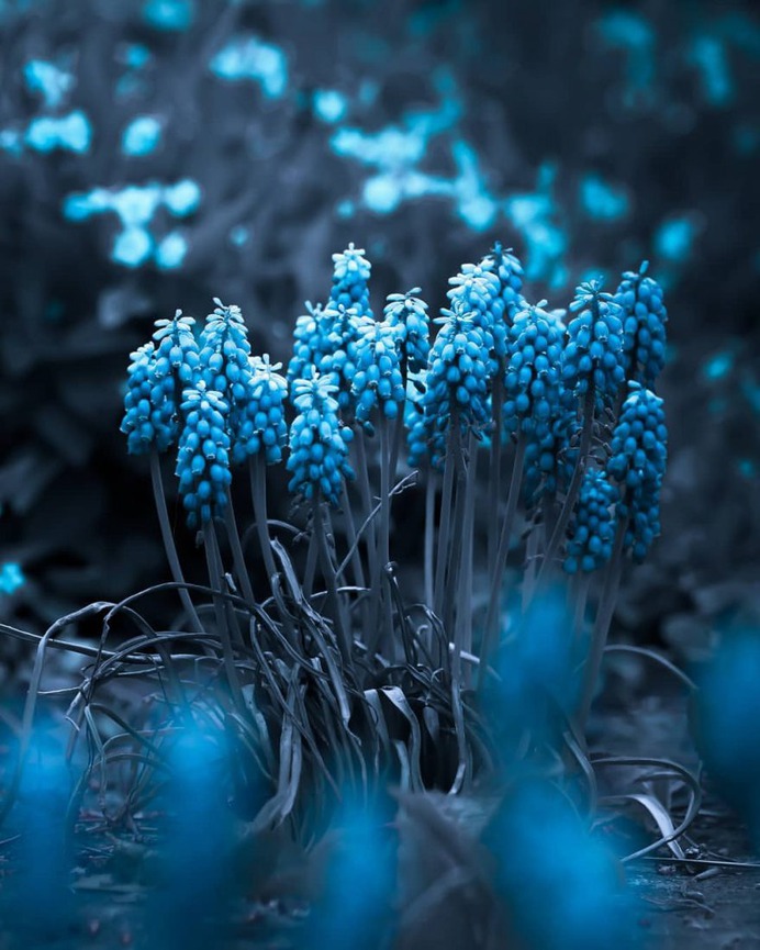 Fabulous Fine Art Flower Photography by Peter Wyss
