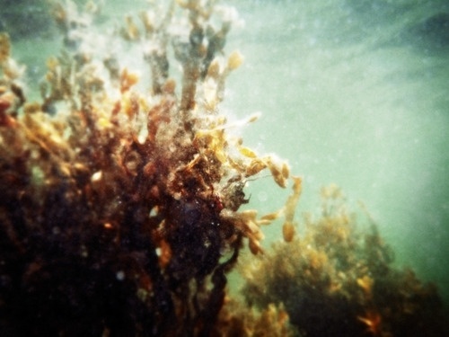 nonclickableitem #emotion #lust #feeling #desire #colour #coral #underwater