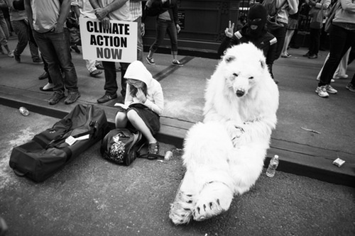 polar bear, climate, bear, protest