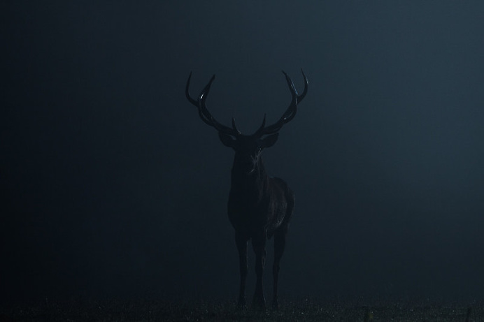 deer dark