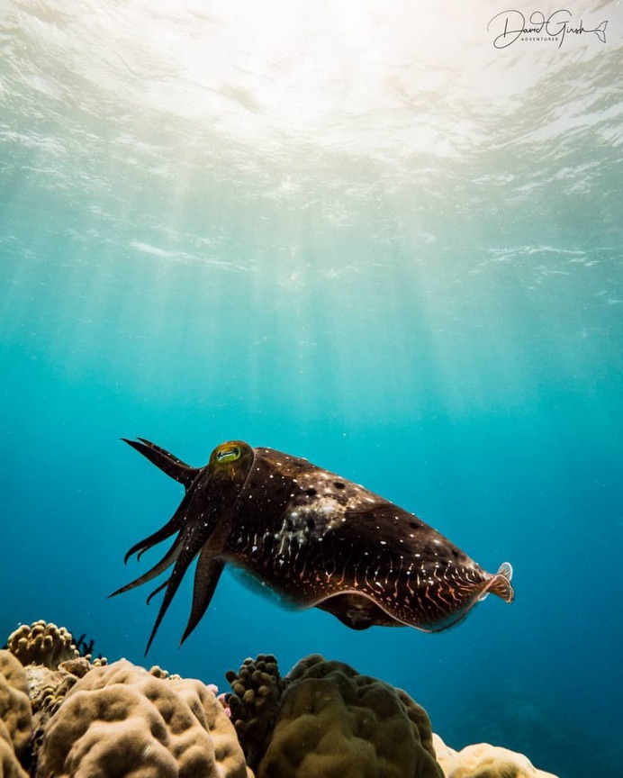 Exceptional Underwater and Ocean Photography by David Girsh
