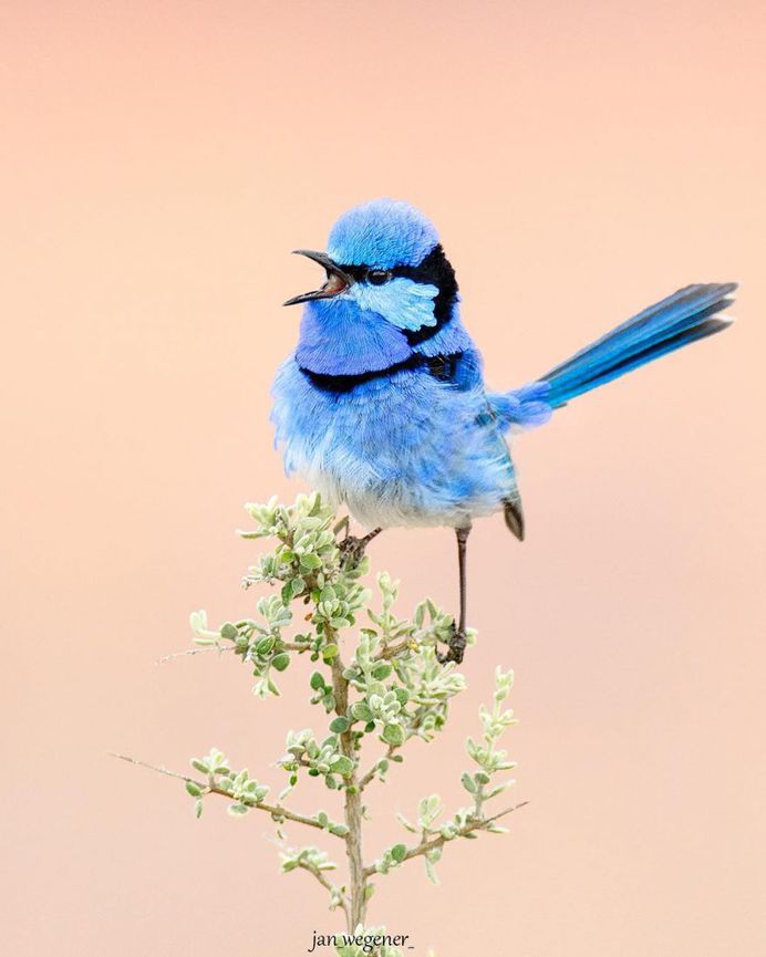 #birdsofaustralia: Adorable Bird Photography by Jan Wegener