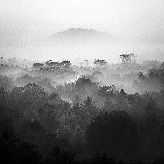 All sizes | Java Highland | Flickr - Photo Sharing! #white #rainforest #black #mist #photography #and #trees