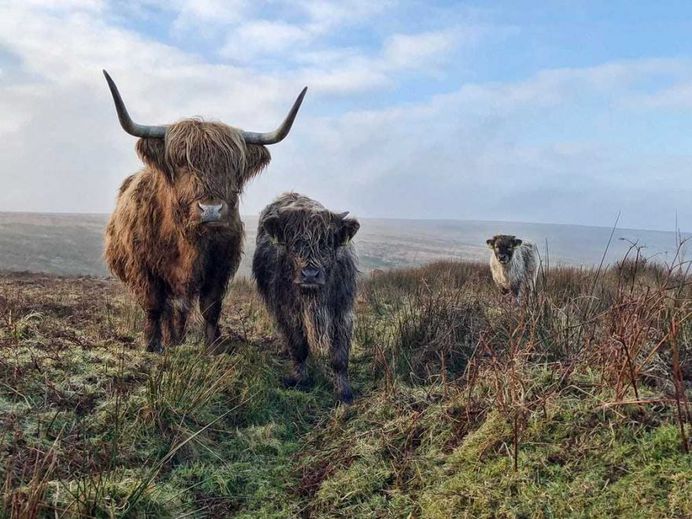 Exmoor beasts by Paul Steven