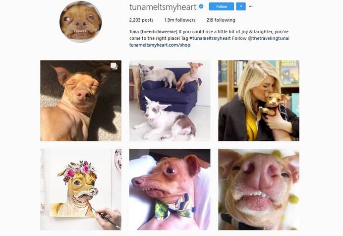 @Tunameltsmyheart - Over 1,9 millions followers