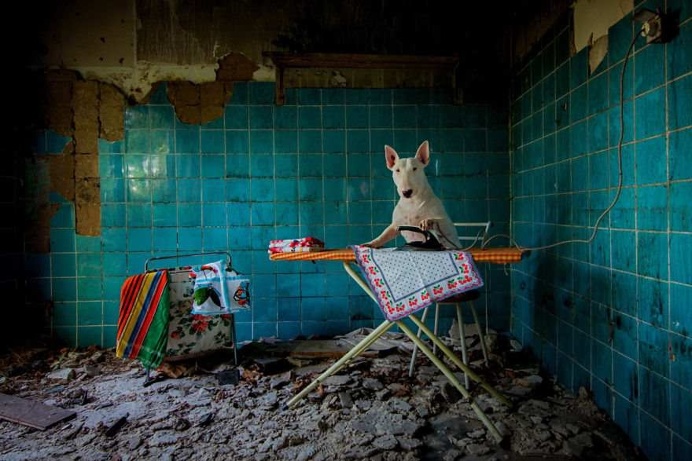 Urber Dog by Alice van Kempen