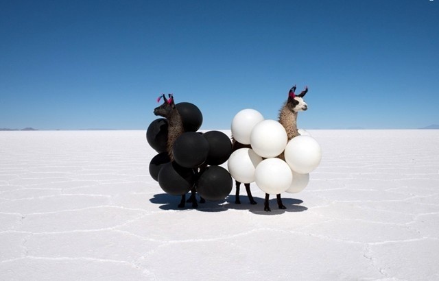 Llama love.Gray Malin #llamas