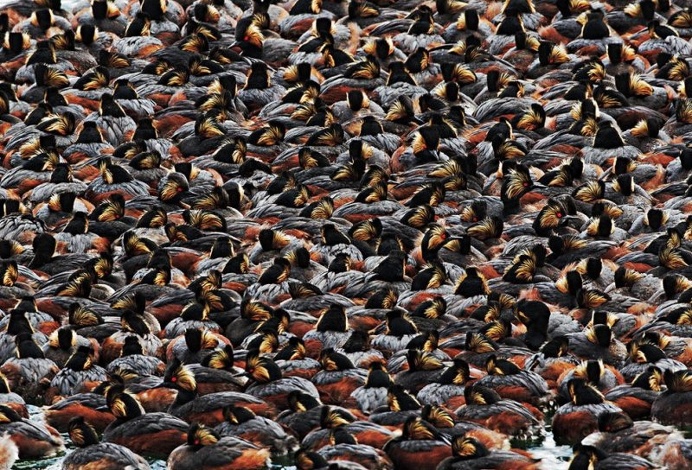 The Winners of the 2016 Audubon Photography Contest