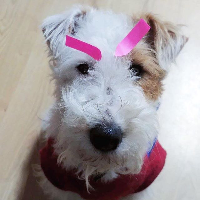 @milu.perrorista de lunes, foto de @lacolorette #foxterrier #lima