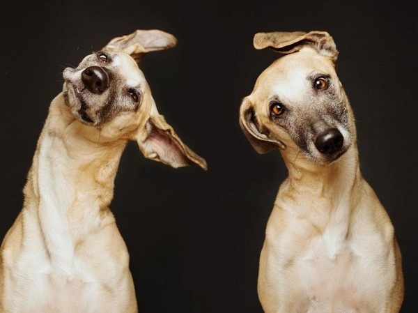 Cute and Funny Dog Poses by Elke Vogelsang #dogs #Animals #photography #cute