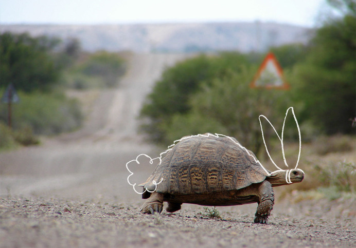 THE WORK OF KYLE MARKS #photography #tortoise #hare #illustration